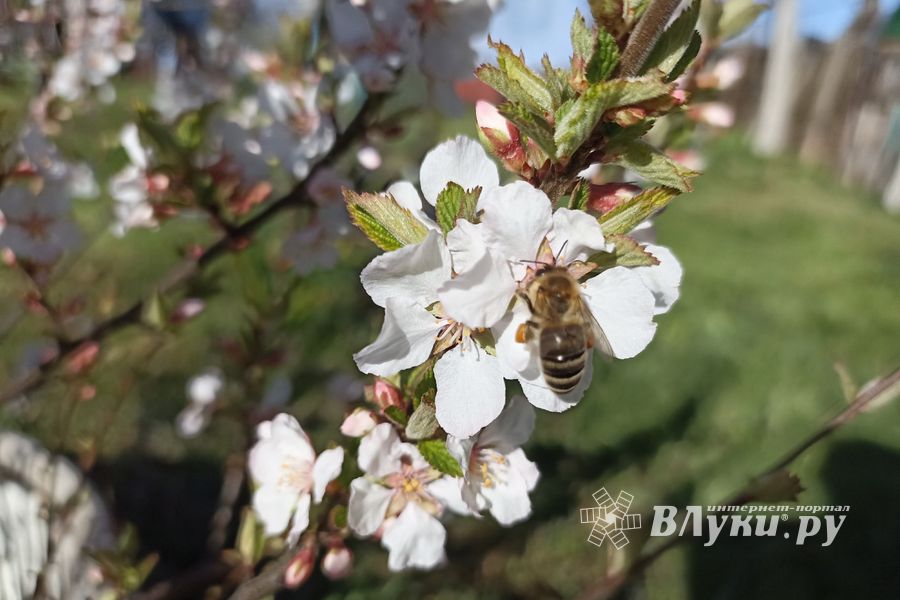 Прогноз погоды в Великих Луках на 3 мая