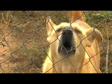 Импульс-ТВ: День защиты бездомных  животных