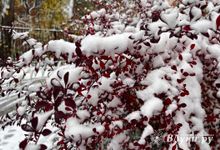 Завтра в Псковской области прогнозируют снег и гололедицу