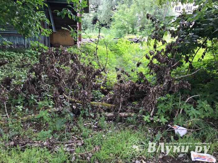 Грозы добавляют неухоженности Великим Лукам (ФОТО)