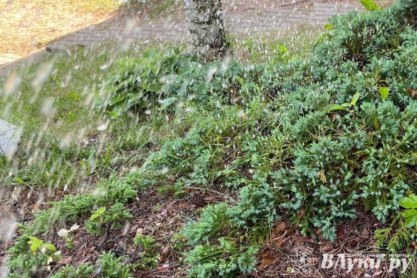 Псковские синоптики обещают кратковременные дожди