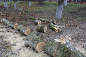 Возле железнодорожной больницы облагораживают сквер (ФОТО)