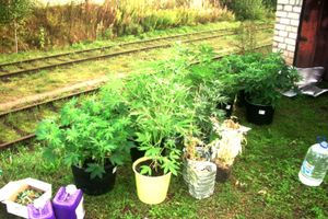 В Псковской области выявлена подпольная нарколаборатория (фото)