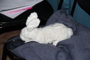 Участники медиапроета «Новые Голоса ДЕТИ на Новом Радио Великие Луки» записали видеоролики (ФОТО)