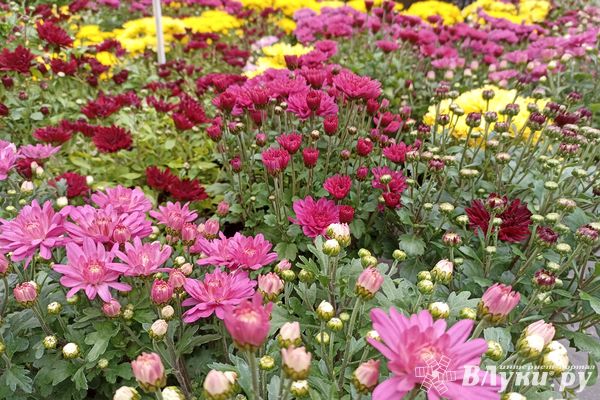 Сегодня великолучанам обещают небольшой дождь