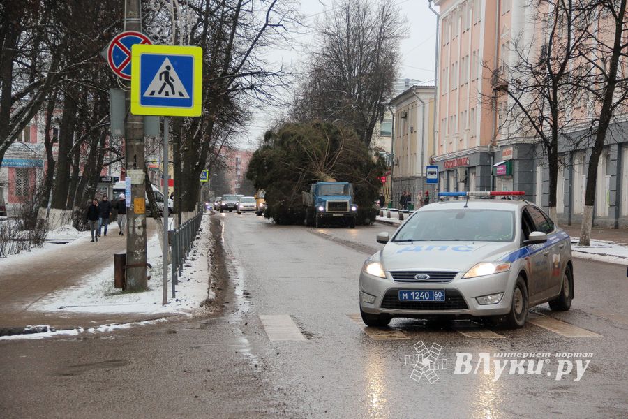 Ёлочка приехала! (ФОТО)