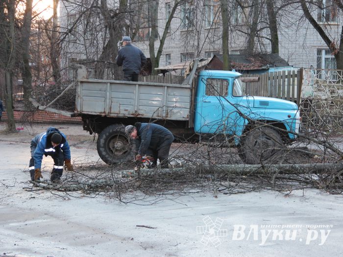 В Великих Луках дерево упало на проезжую часть
