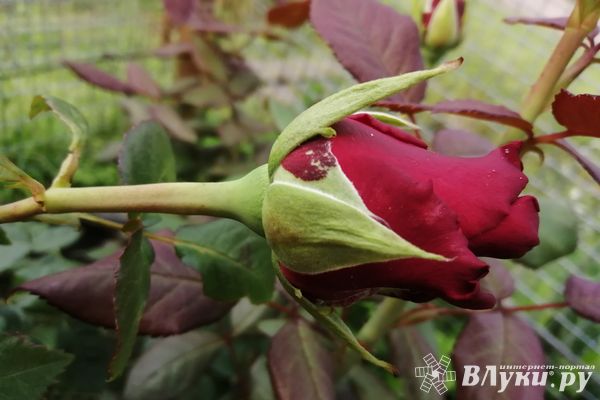 Партия небезопасных роз будет уничтожена в Псковской области