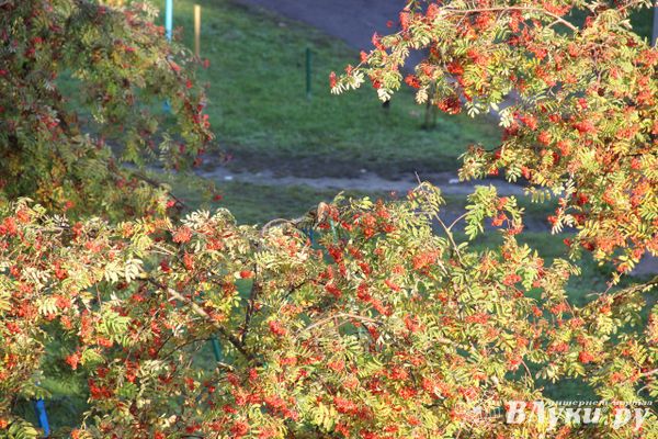 Прогноз погоды на 3 октября в Великих Луках