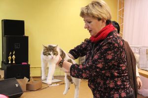 В Великих Луках прошла выставка кошек (фото)