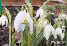 Прогноз погоды в Великих Луках на 21 апреля