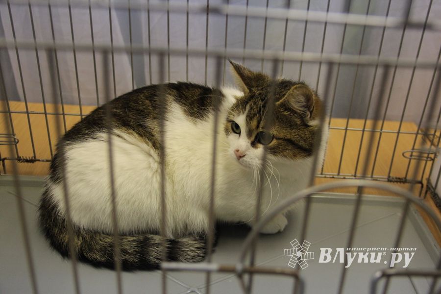 В Великих Луках прошла выставка кошек (фото)