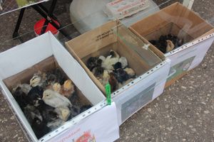 В Великих Луках прошла универсальная ярмарка «Весна-2019» (ФОТО)