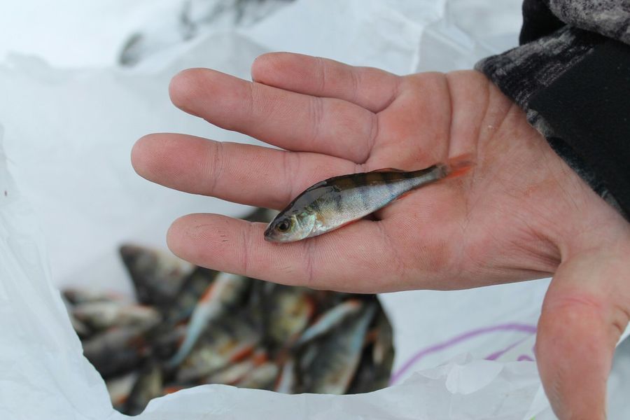 На Пореченском озере прошел Чемпионат города Великие Луки по ловле рыбы на блесну со льда (ФОТО)