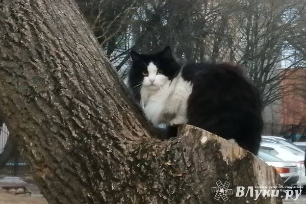 Сегодня в Великих Луках будет пасмурно