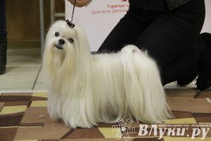 Всероссийская выставка собак «Великие Луки — 2014»