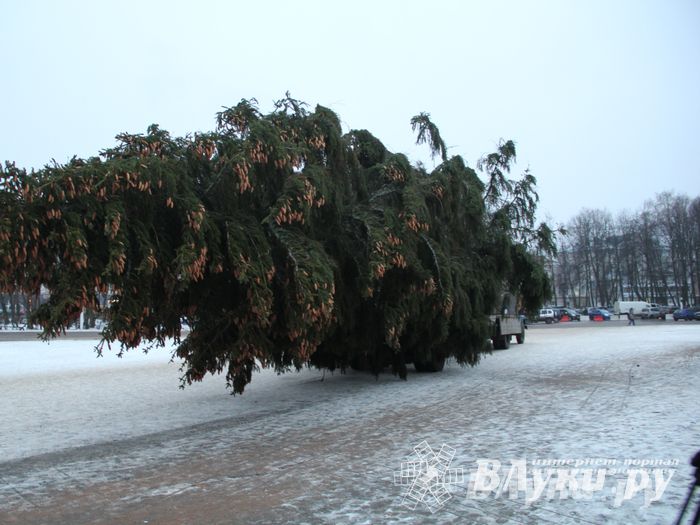 В Великих Луках установили новогоднюю елку (фото)