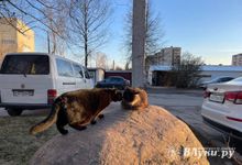 Экстремальное потепление вышло на максимум