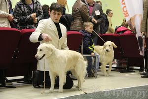 Всероссийская выставка собак «Великие Луки — 2014»