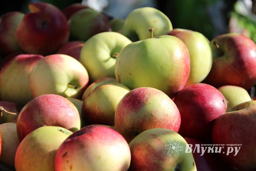 В Великих Луках прошла универсальная осенняя ярмарка (ФОТО)