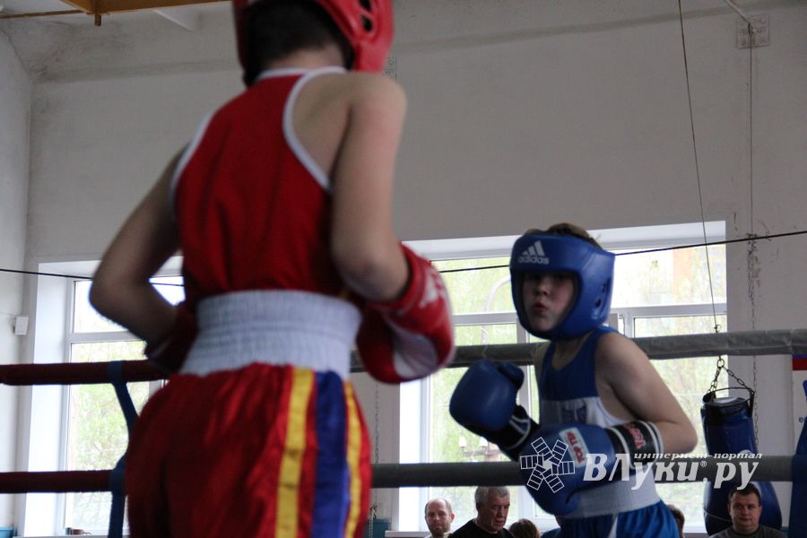 В Великих Луках прошло Первенство города по боксу (ФОТО)