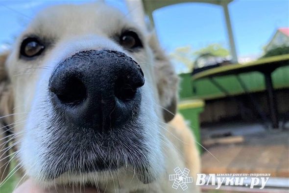 В Псковской области участились случаями нападения домашних собак на людей