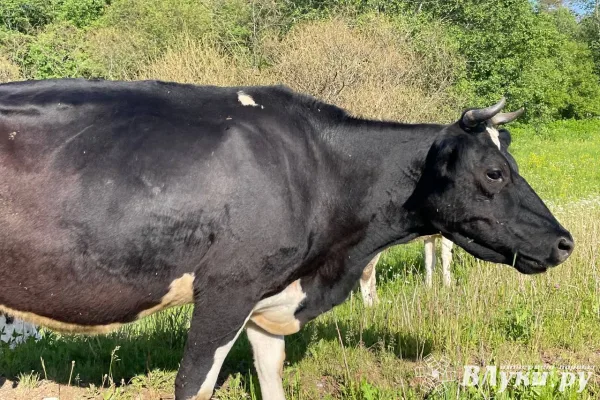 В Псковской области приостановлено перемещение 9 коров