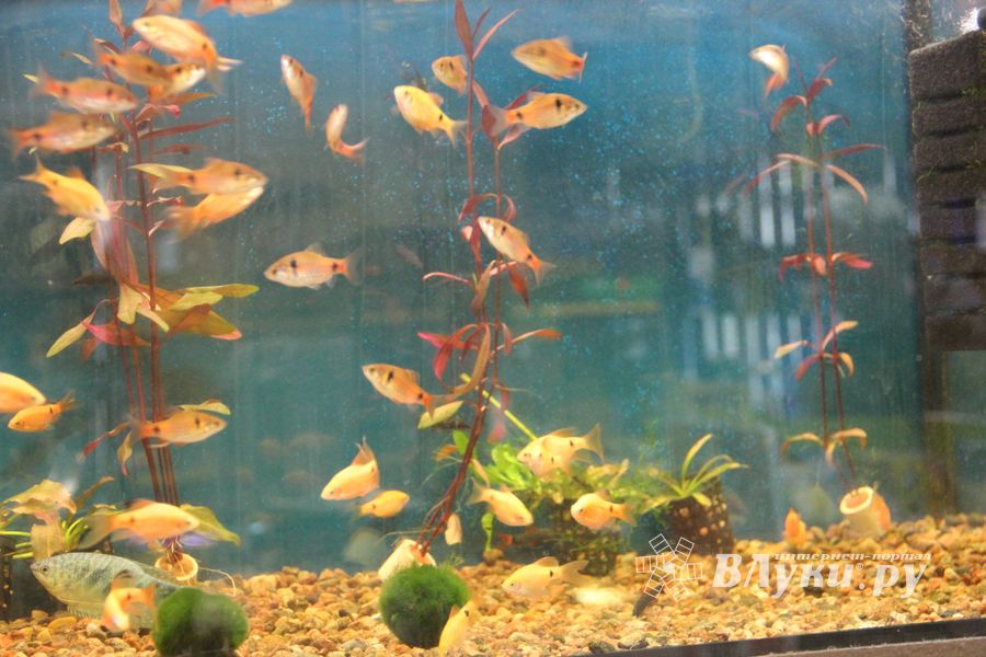 «Zooбастики»: подарите праздник своим любимцам! (ФОТО+ВИДЕО)