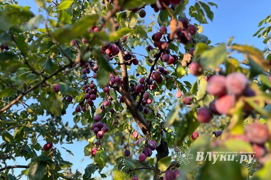 ВЛуки.ру