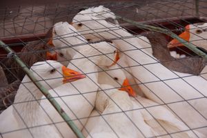 В Великих Луках проходит Весенняя ярмарка