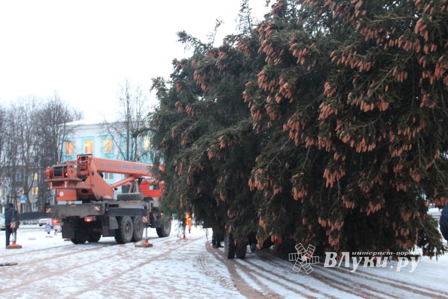 В Великие Луки приехала главная новогодняя ель (ФОТО)