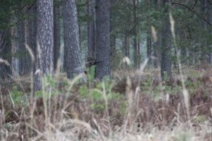 Открытие страйкбольного сезона города Великие Луки