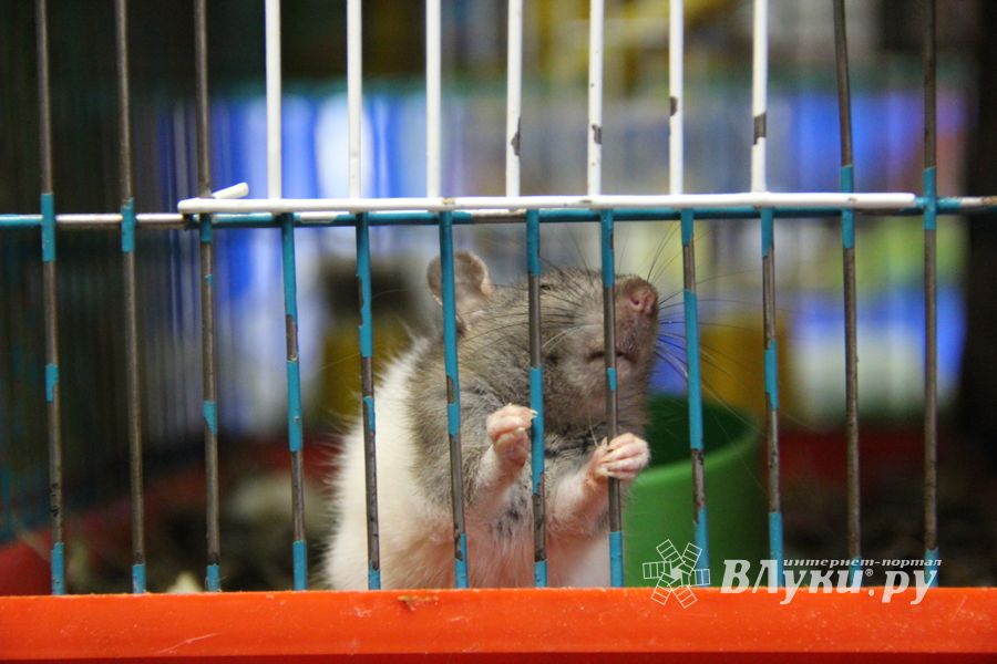 «Zooбастики»: подарите праздник своим любимцам! (ФОТО+ВИДЕО)