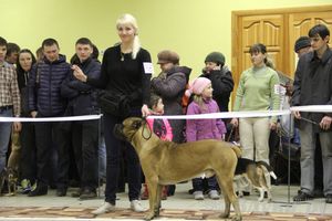 Всероссийская выставка собак «Великие Луки — 2014»