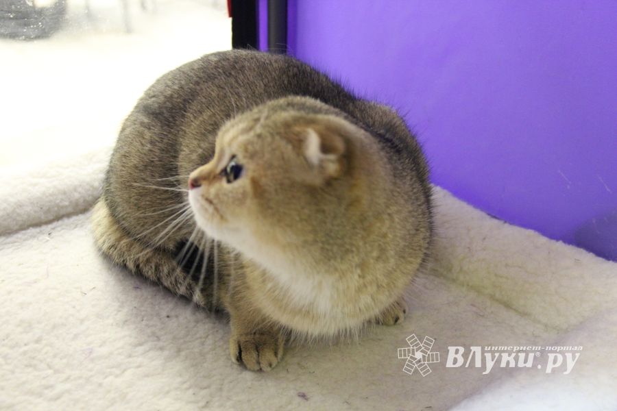 В Великих Луках прошла выставка кошек (фото)