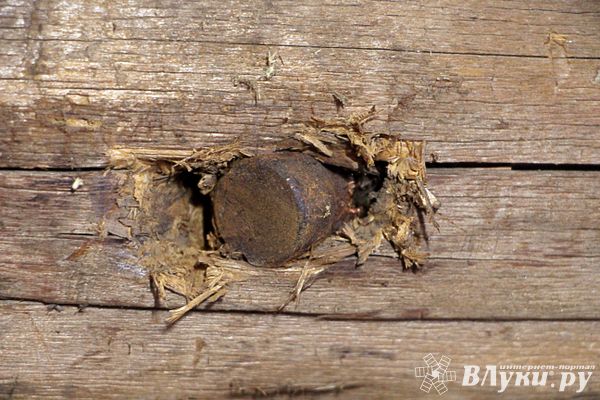 Великолучанин обнаружил в своём доме боеприпас времён ВОВ (ФОТО)