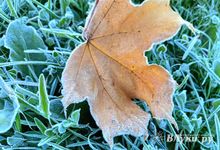 Жителей Псковской области предупреждают о заморозках до минус 3 градусов