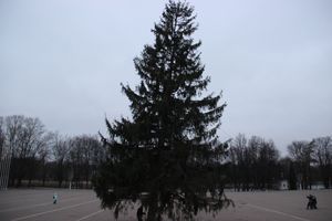 Необычное украшение сняли с главной ёлки Великих Лук (ФОТО)