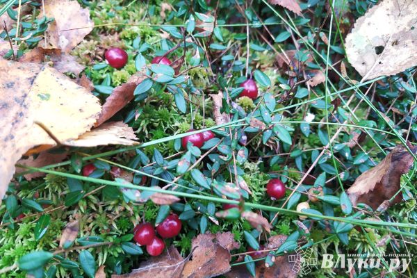 Житель Псковской области прибрал к рукам мешок с клюквой и деньги знакомой