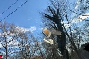 В Великих Луках удаляют угрожающие гражданам ветви (ФОТО)