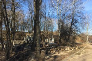 В УЖКХ Великих Лук объяснили спил деревьев возле пешеходного моста (ФОТО)