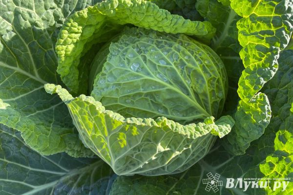 Роспотребнадзор в Псковской области за полгода снял с реализации более 170 кг плодоовощной продукции