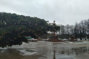 В Великие Луки привезли главную новогоднюю ёлку