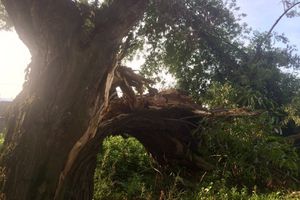Полтора месяца не убирают сломанные непогодой деревья (ФОТО)