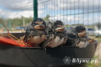 © ВЛуки.ру/Ирина Ловчая