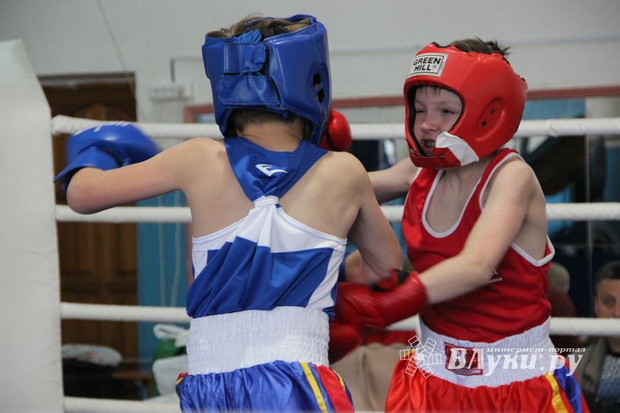 Юные великолучане выявили сильнейших боксёров (ФОТО)