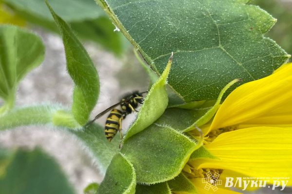 Прогноз погоды в Великих Луках на 20 августа