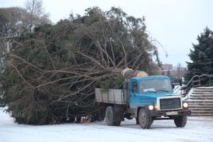 В Великие Луки приехала главная новогодняя ель (ФОТО)