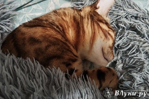 Прогноз погоды в Великих Луках на 4 января