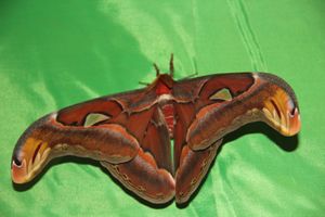 Выставка тропических бабочек в Великих Луках